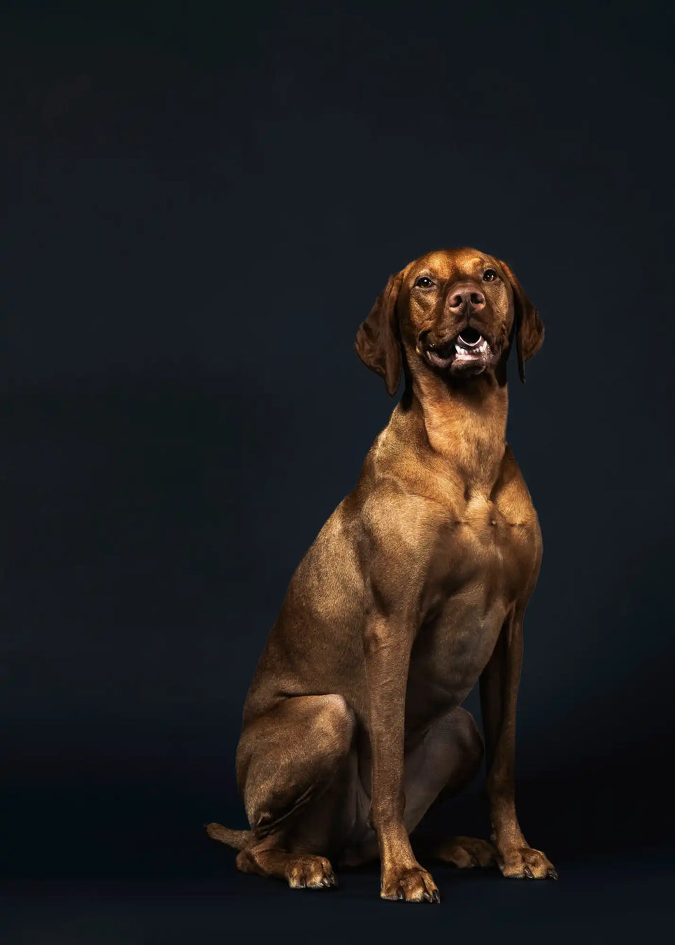 A brown Vizsla dog sitting with its mouth slightly open.