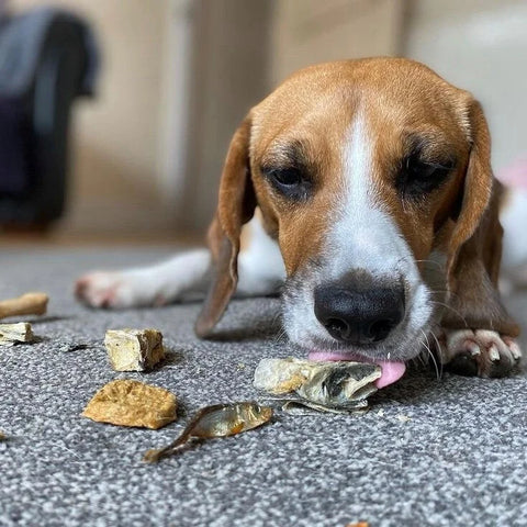 Omega 3 Treats for dog with arthritis