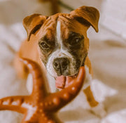 Brown and white boxer dog.