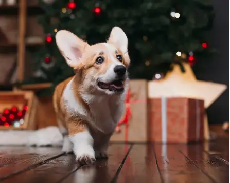 Brown and white corgi dog with floppy ears, standing on wooden floor in front of christmas tree.