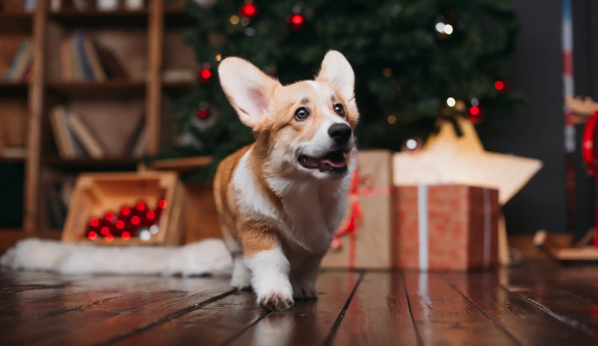 Brown and white corgi dog with floppy ears, sitting on wooden floor in front of christmas tree.