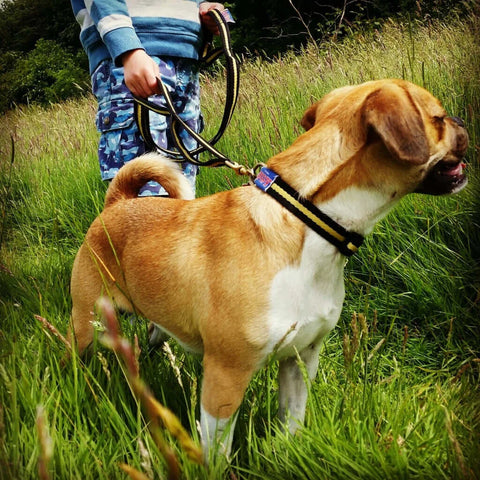 Are you Choosing the Safest Collar for Your Dog?