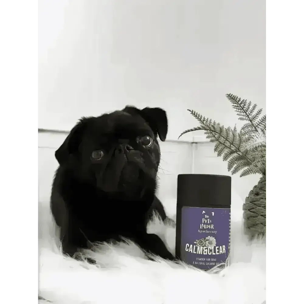 Calm black pug dog resting on white fur, aided by natural herbal calming supplement