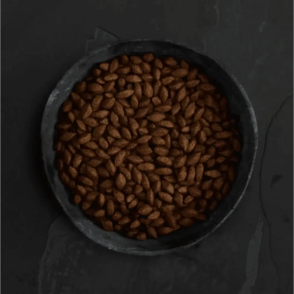 Dark brown soldier fly larvae seeds in Canagan dry dog food bowl