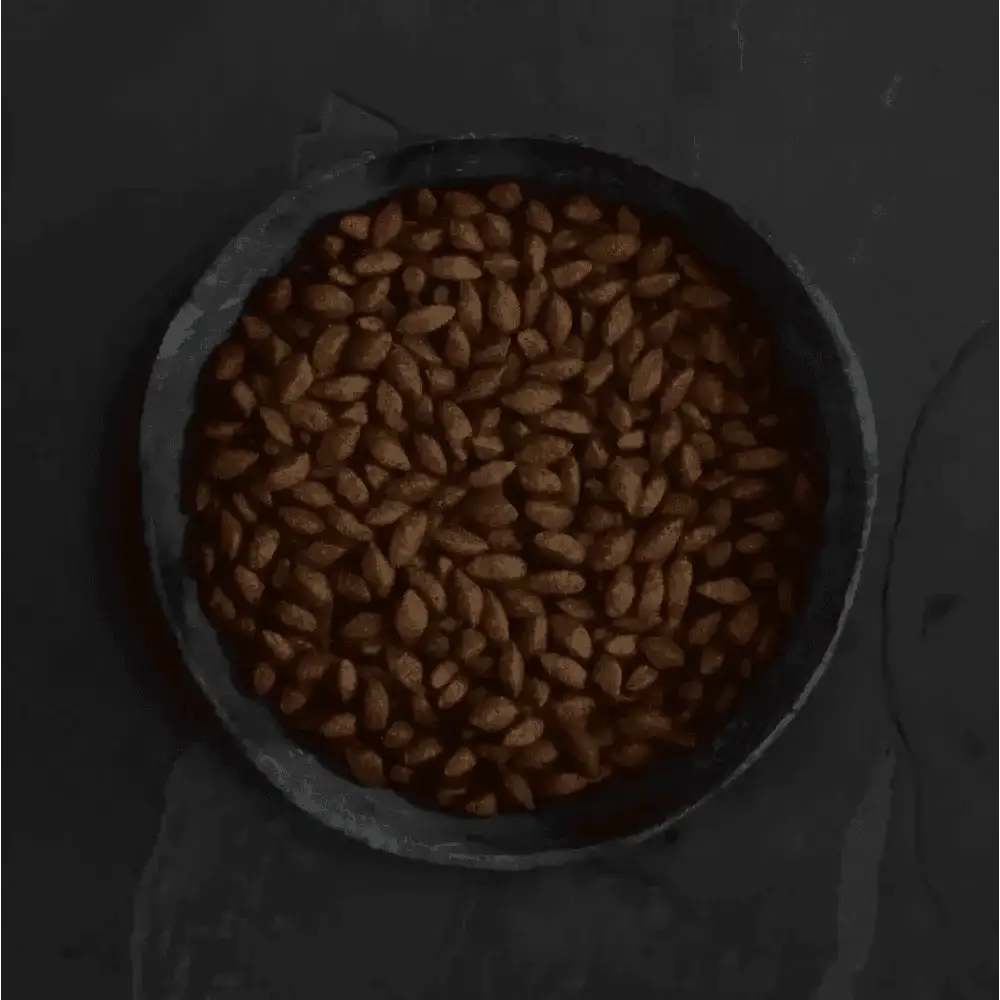 Dark brown soldier fly larvae seeds in Canagan dry dog food bowl