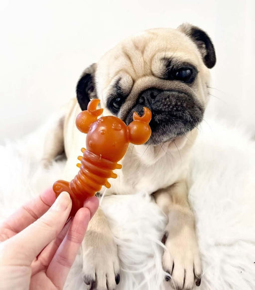 Carrot & Pumpkin Lobster Chew For Dogs - Natural Dog Chew