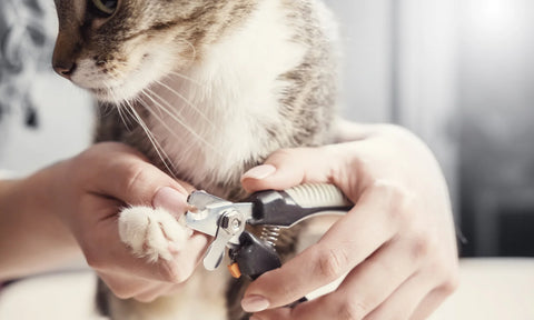 Cutting cat's claws safely