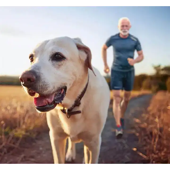 A cheerful yellow labrador retriever with a black collar stands in the foreground, its tongue out and eyes bright.