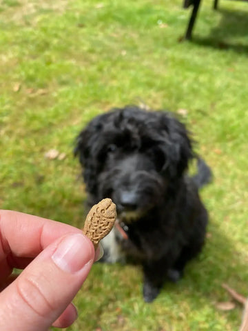 Training Treats for Dogs