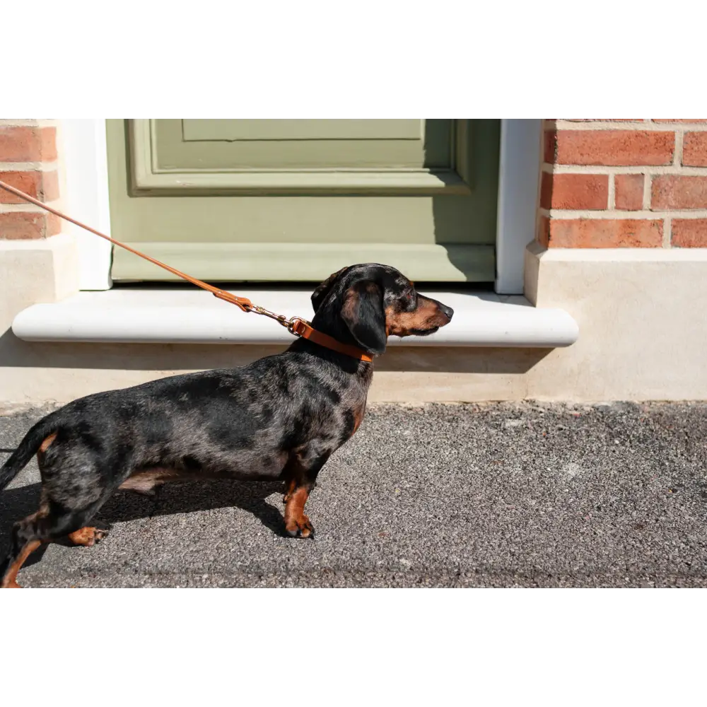 Classic Leather Collar - Dog collar