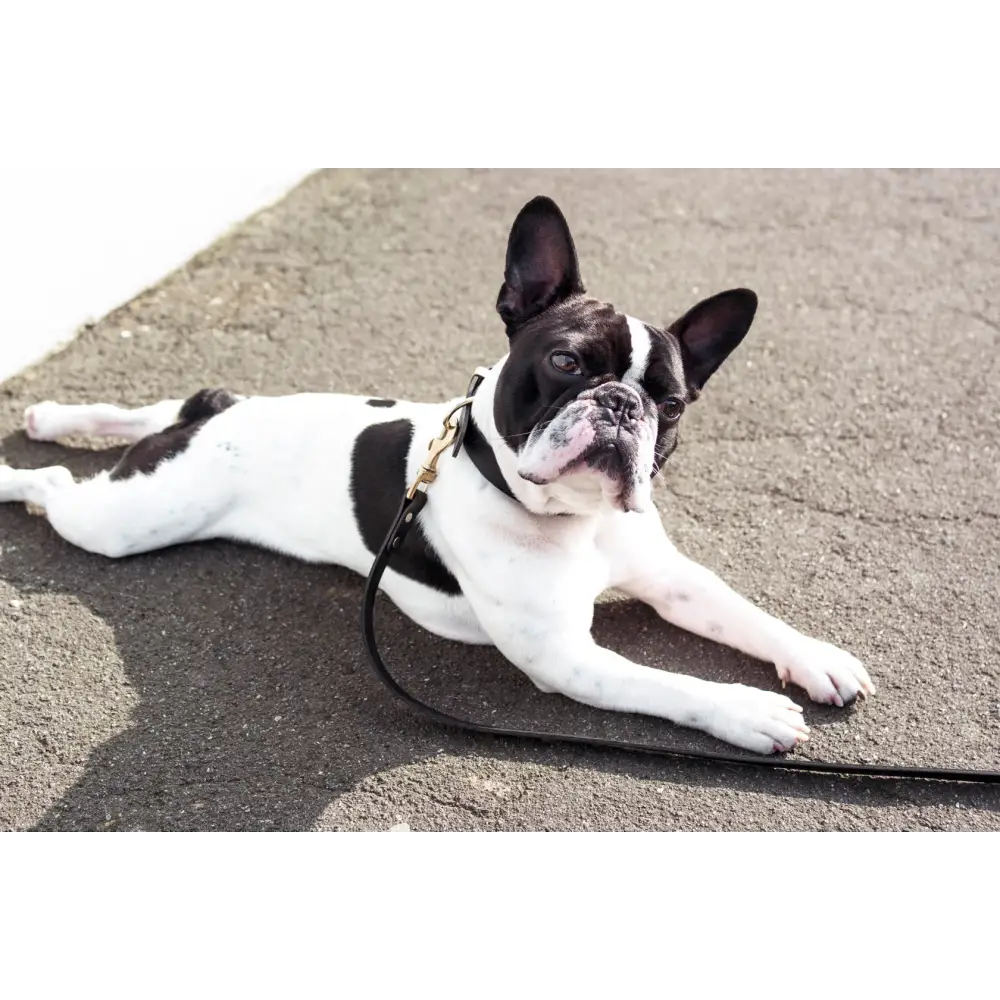Classic Leather Collar - Dog collar