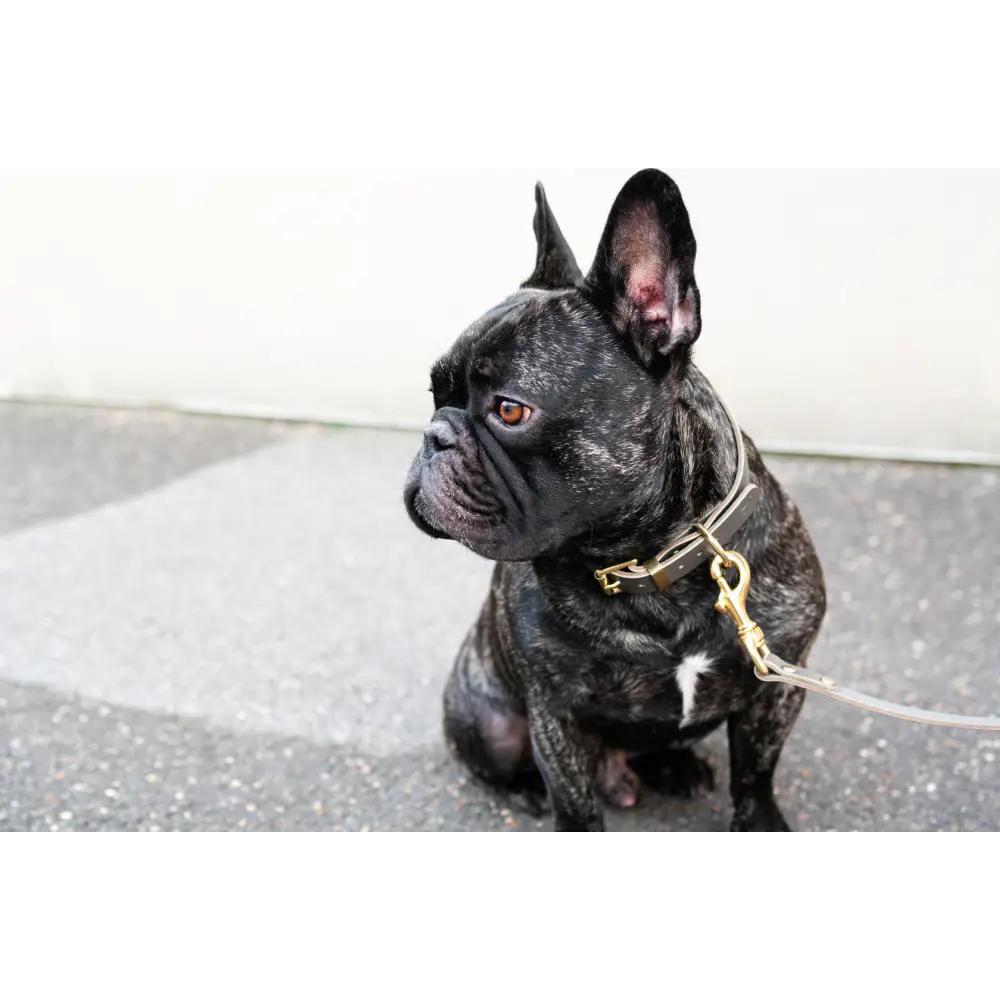 Classic Leather Collar - Dog collar