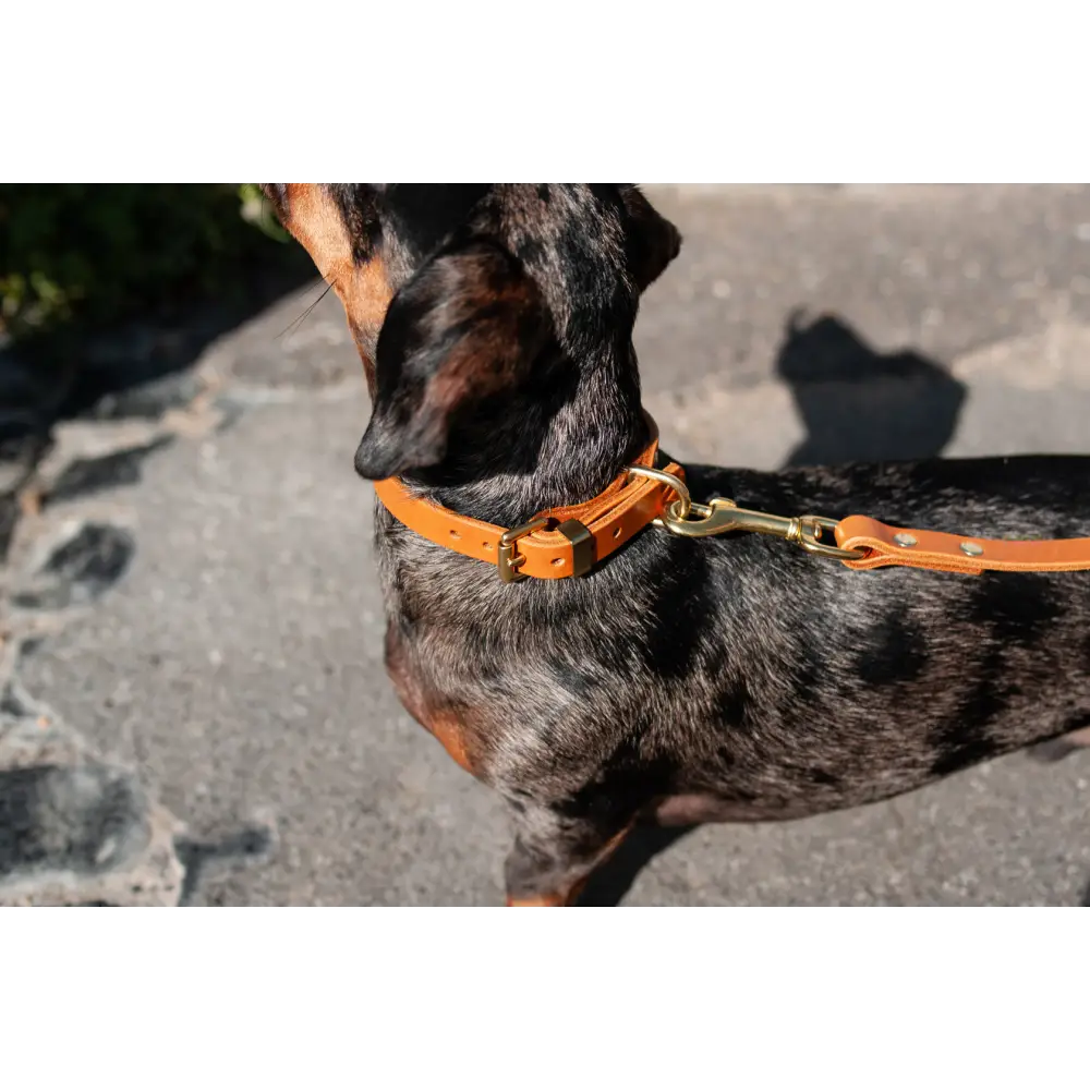 Classic Leather Collar - Dog collar