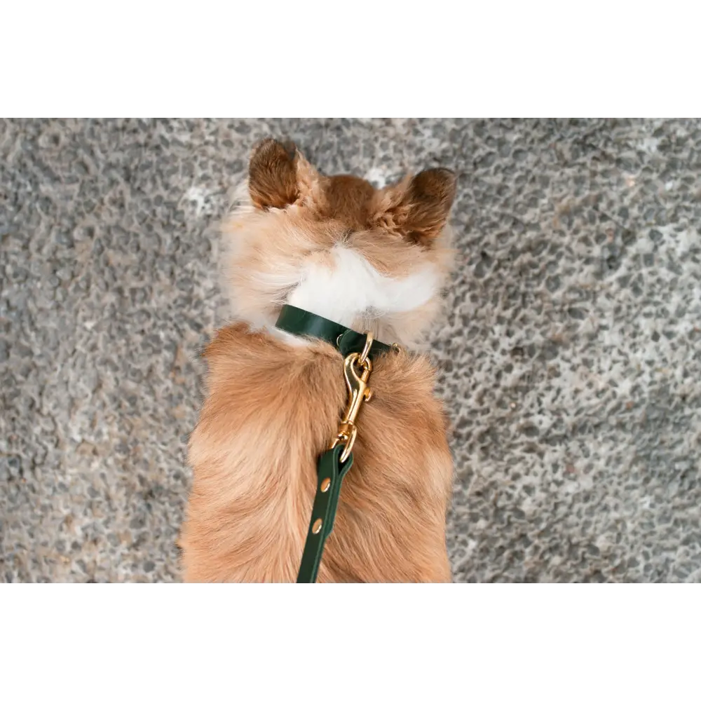 Classic Leather Collar - XX-Small / Green - Dog collar