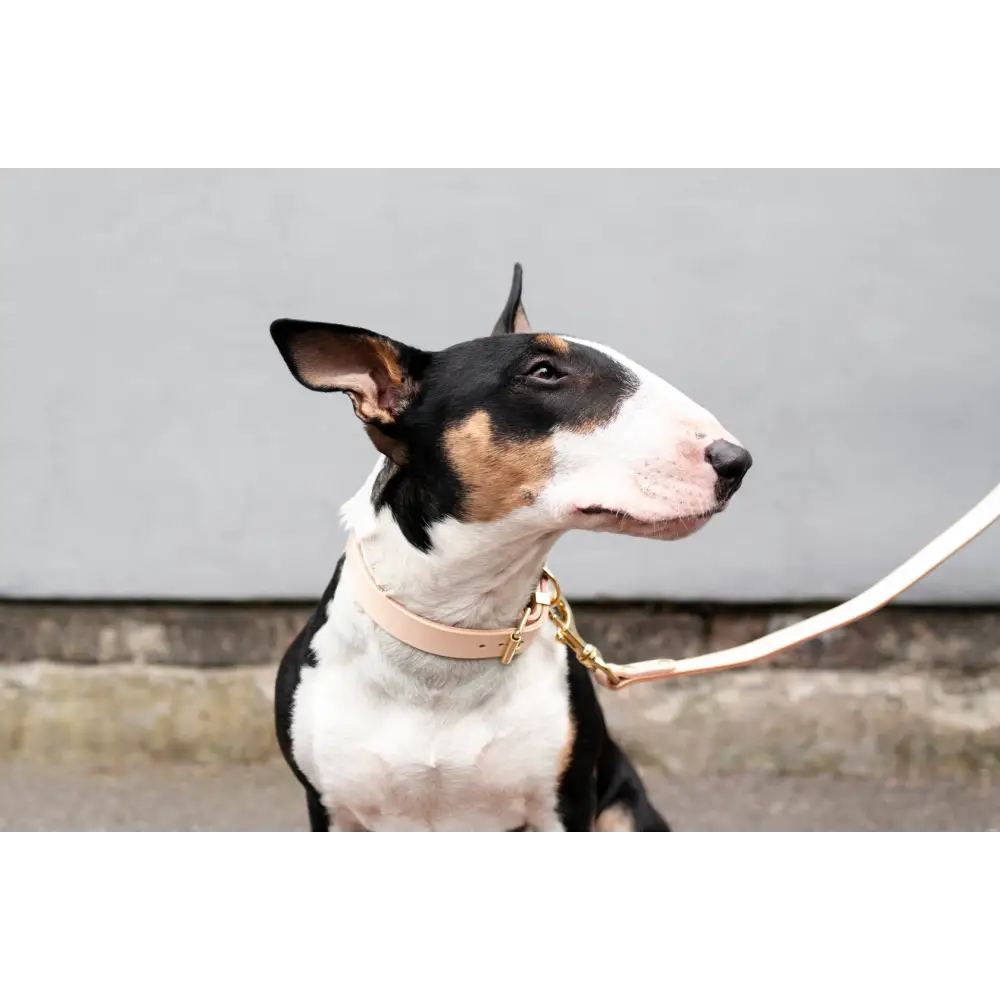 Classic Leather Collar - XX-Small / Natural - Dog collar