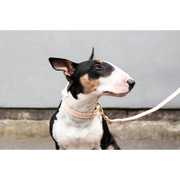Classic Leather Collar - XX-Small / Natural - Dog collar