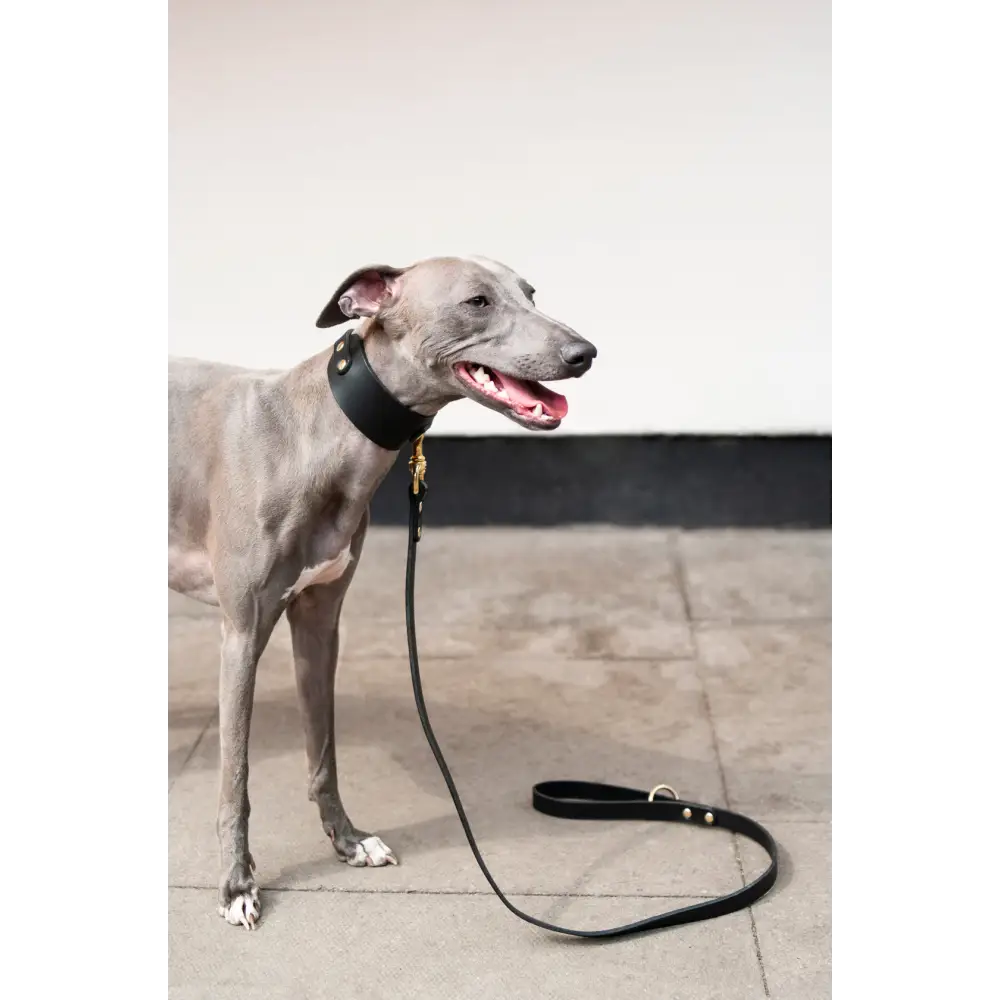 Classic Leather Lead - Slim / Black - Dog leash