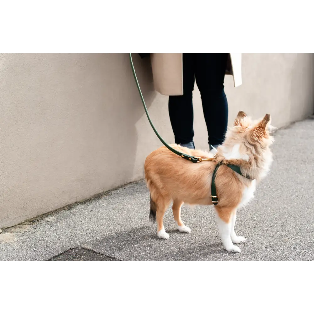Classic Leather Lead - Slim / Green - Dog leash