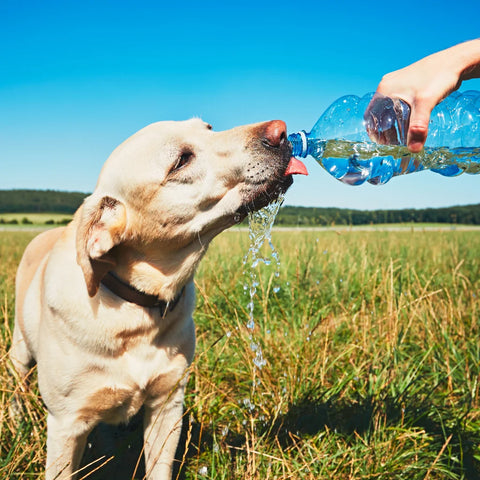 Dog drinking from water bottle