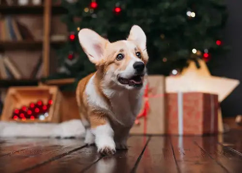 Corgi dog with brown and white fur, standing on wooden floor in front of christmas tree.