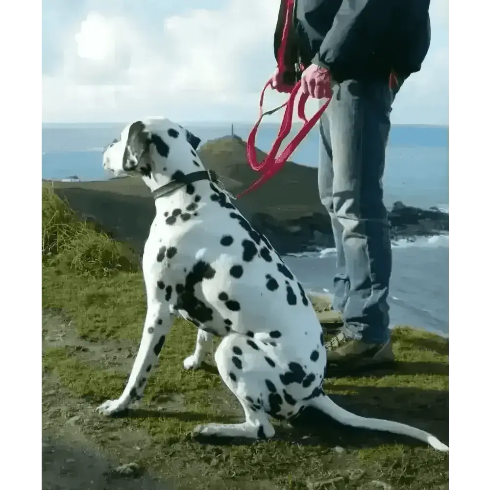 Cornish Grippy Lead loop beach blue dog lead with red leash
