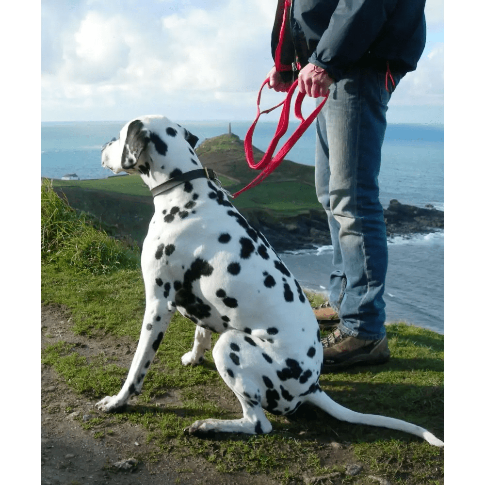 Cornish Grippy Lead loop beach blue dog lead with red leash