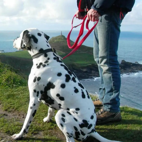 Laisse Grippy Cornish pour chiens