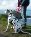 Cornish Grippy Lead - 5 Loop Beach Blue Dog Lead Dog Accessories Grippy Leads