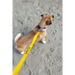 Cornish Grippy Lead - 5 Loop Caution Lead Dog Accessories Grippy Leads