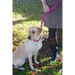 Cornish Grippy Lead - 5 Loop Mountain Brown Dog Lead Dog Accessories Grippy Leads