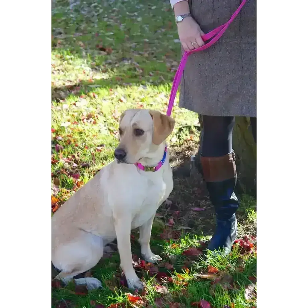 Cornish Grippy Lead: Loop Mountain Brown Dog Lead with Purple Nylon