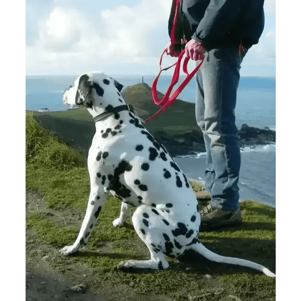 Cornish Grippy Lead loop mountain brown dog lead with red nylon leash