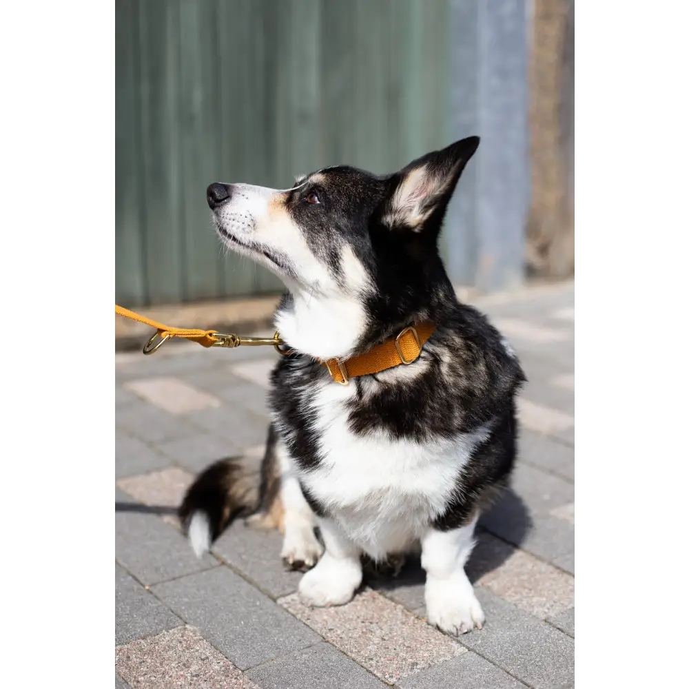 Cotton Collar