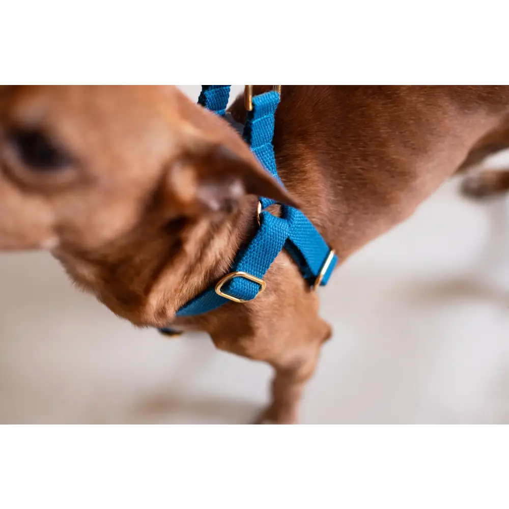 Cotton Harness