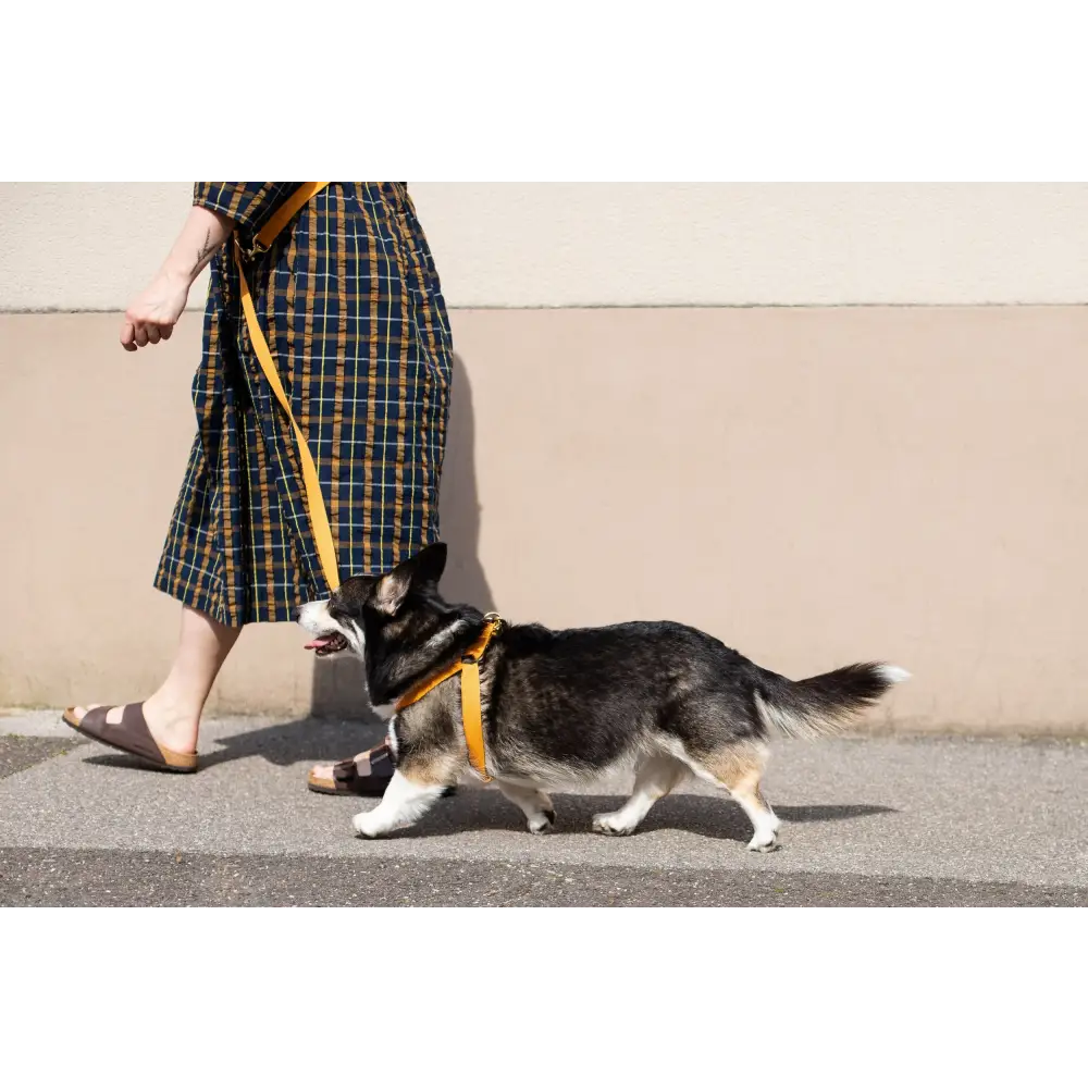 Cotton Harness