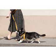 Cotton Harness
