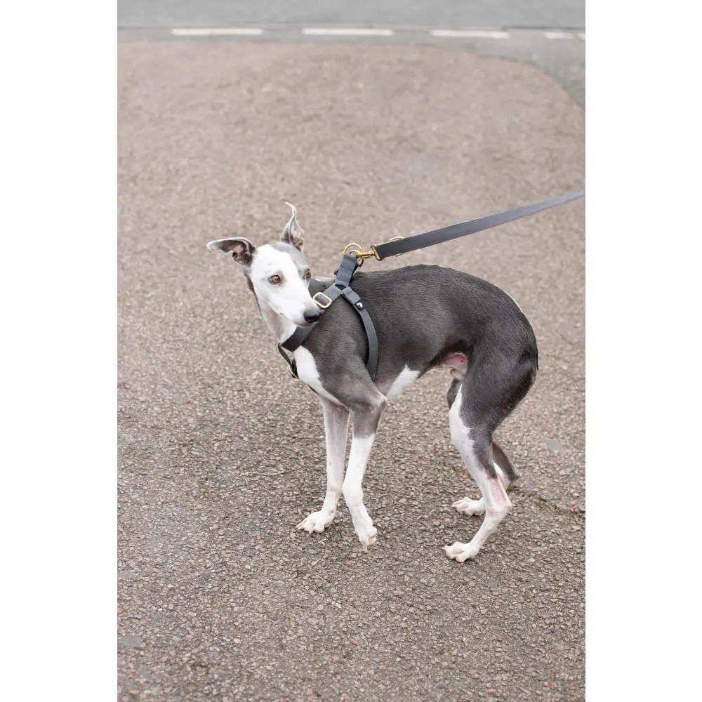 Cotton Harness