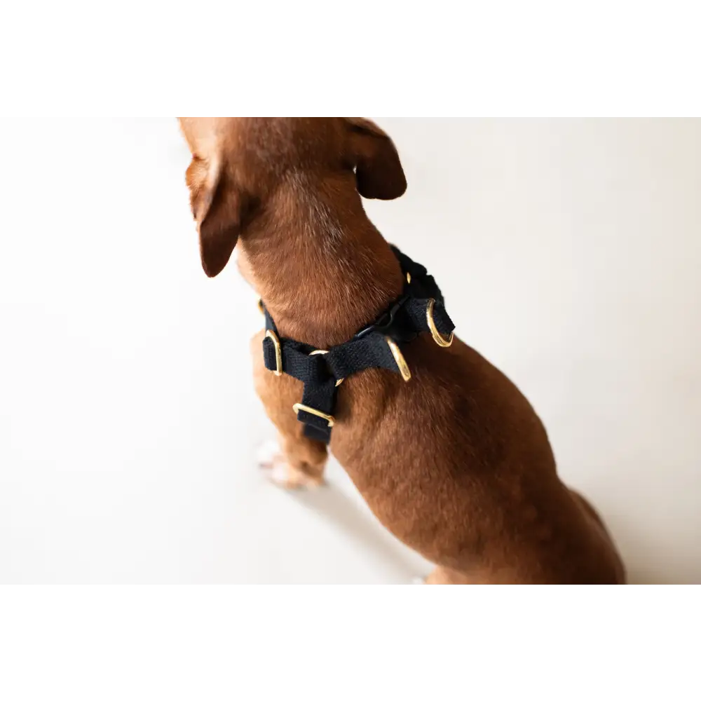 Cotton Harness - X-Small / Black