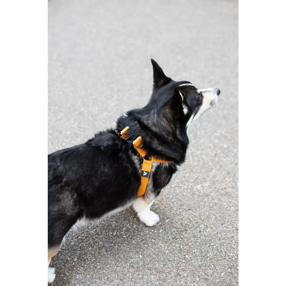 Cotton Harness - X-Small / Pumpkin