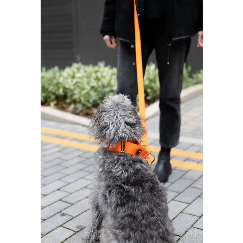 Cotton Martingale Collar - X-Small / Orange
