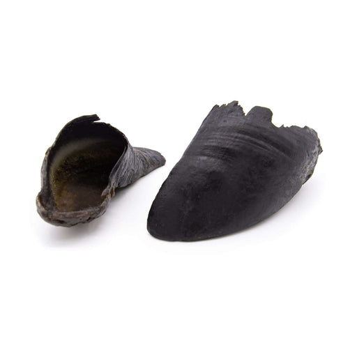 Natural Cornish Pet Black Buffalo Horn Natural Cornish Pet Shop