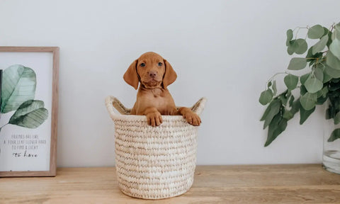 Natural Dog Food for Puppies