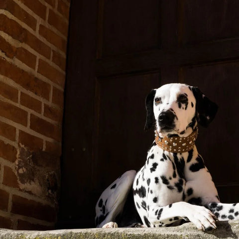 Large Breed Dog - Dalmation