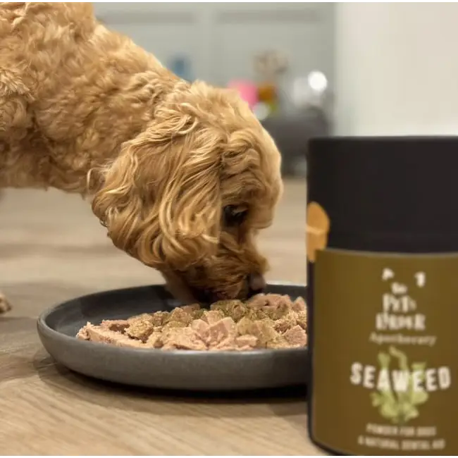 Brown curly dog eating seaweed powder from black plate for dog’s dental health