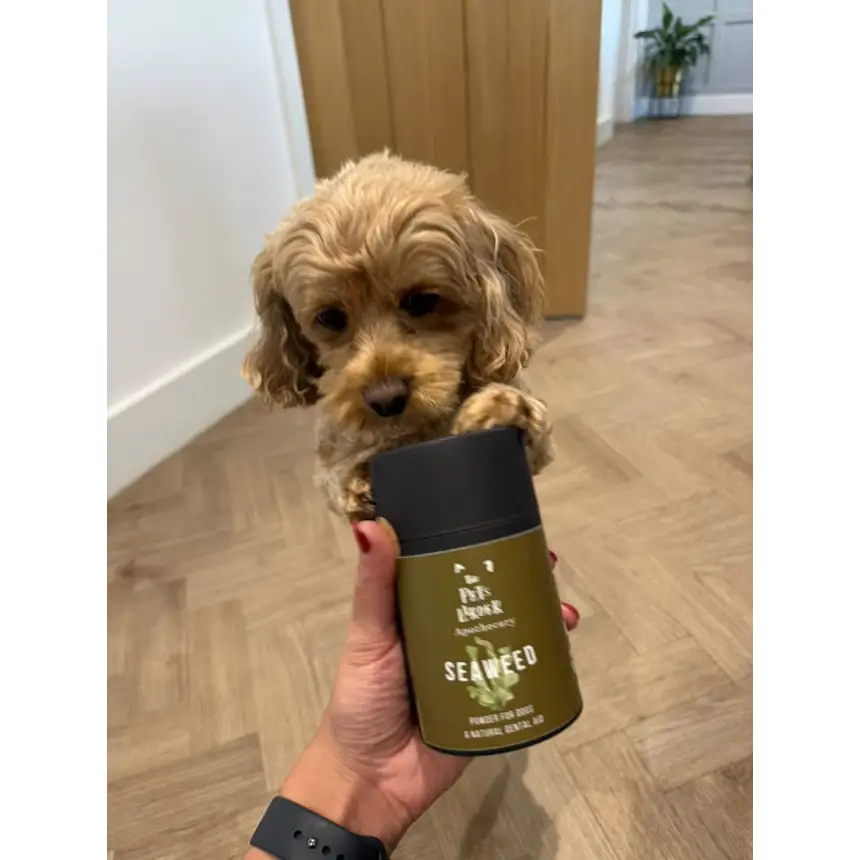 Pet Zone Green Seaweed Spray for Dogs Dental Health, Reduces Plaque