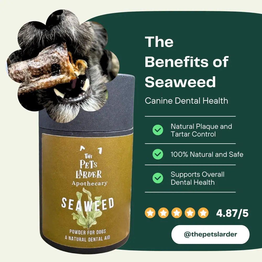 Dental seaweed powder for dog’s dental health and plaque removal