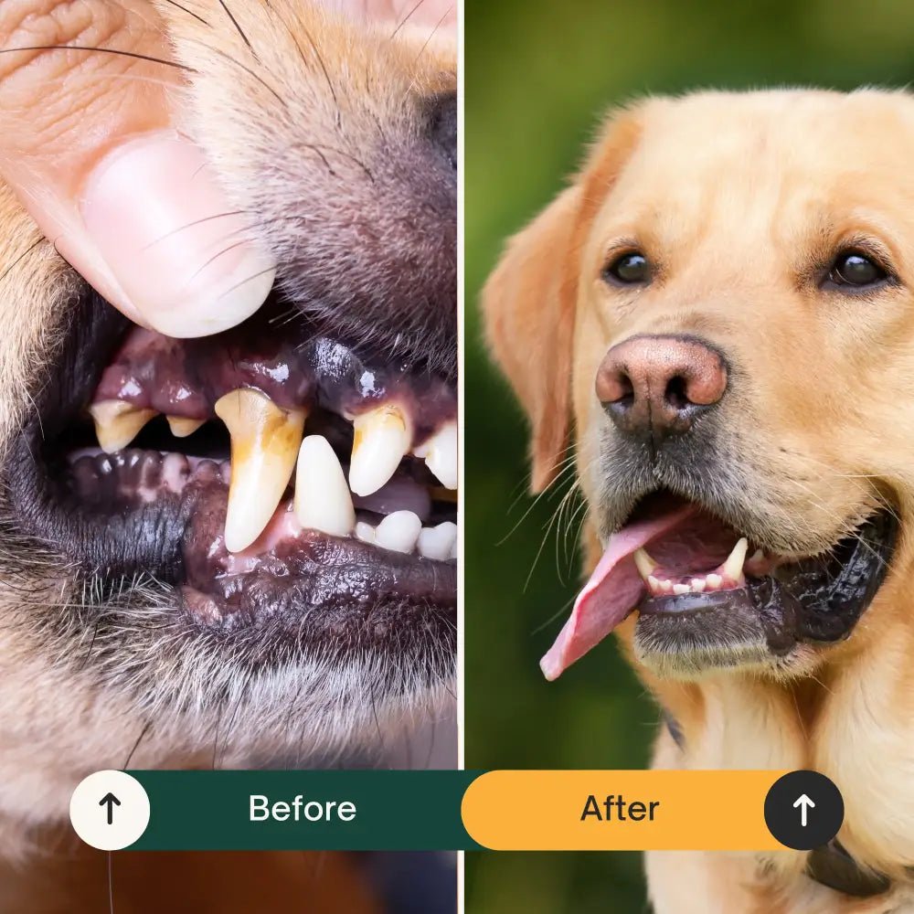 Golden Retriever’s Dental Seaweed Plaque Removal Kit Before and After