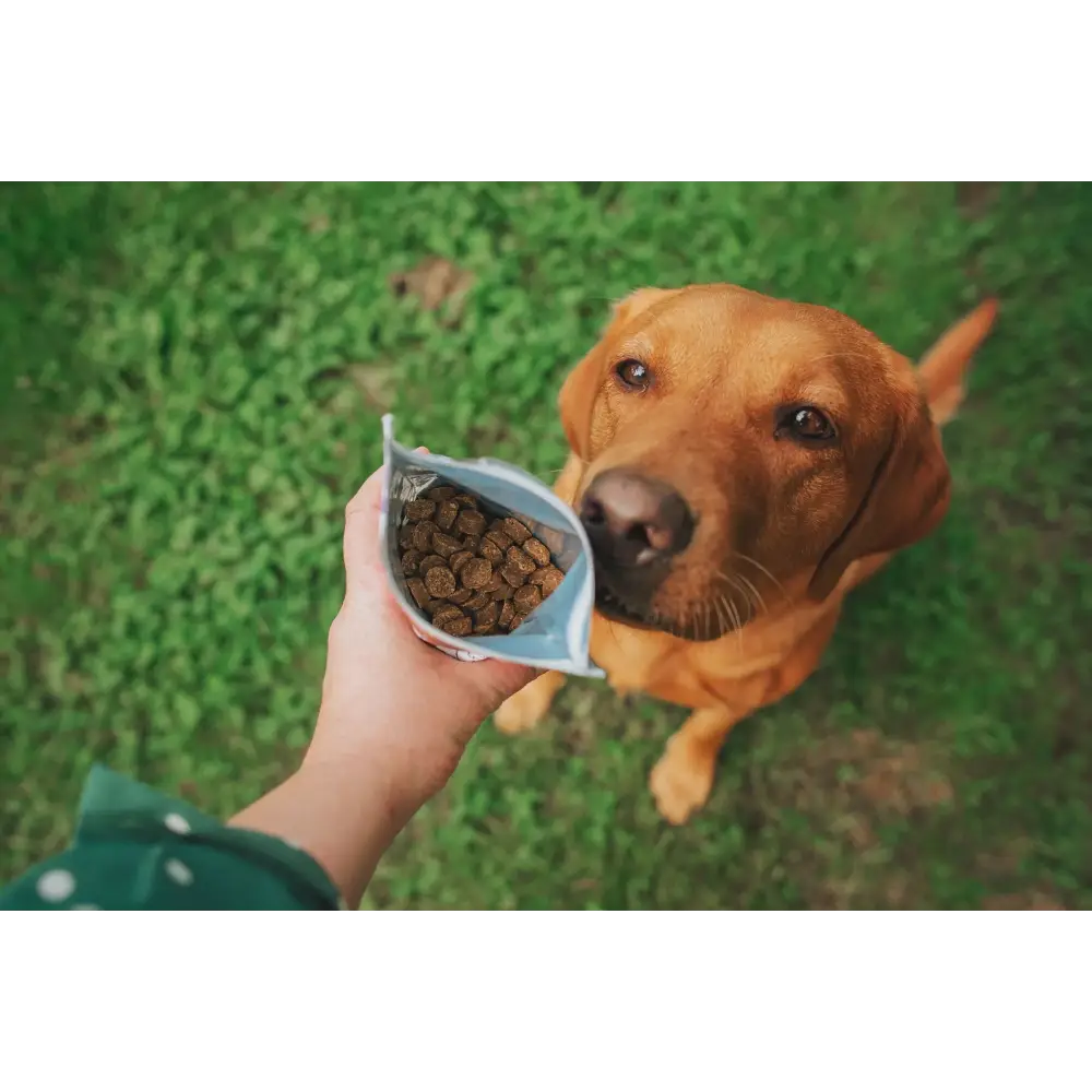 Hand holding Denzel’s Springtime Bites lamb and veg dog food bag with natural ingredients