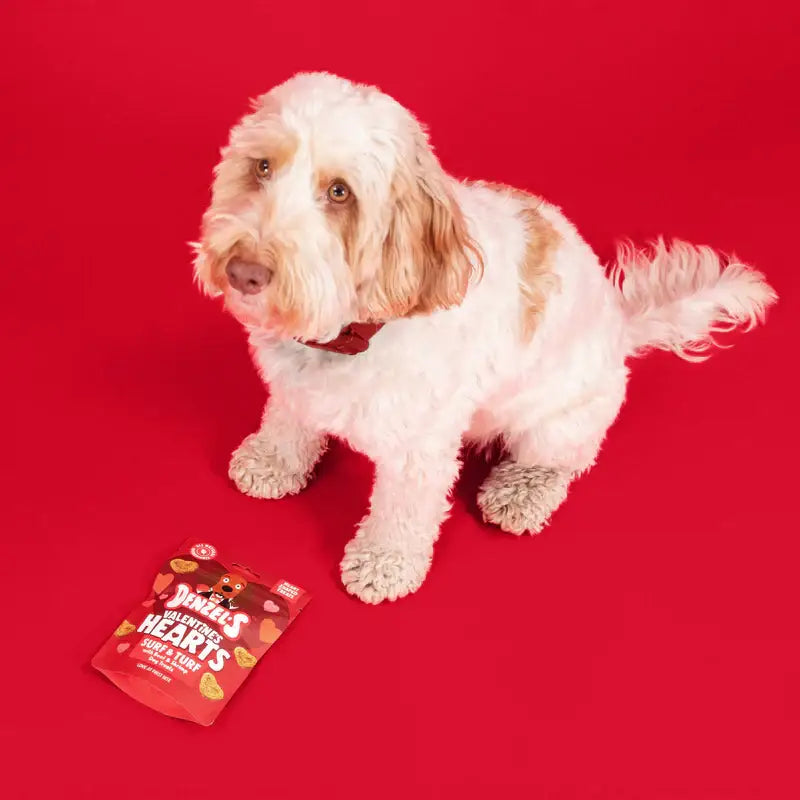 Fluffy white and tan dog sits by Denzel’s soft-baked love hearts treats