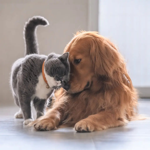 A dog and a cat being friendly with one another